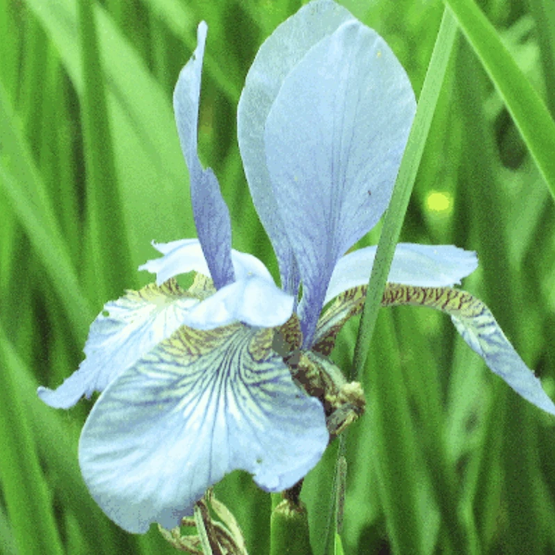 Screen capture image of the demo output canvas