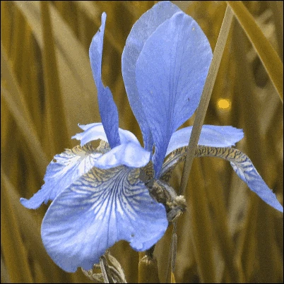 Screen capture image of the demo canvas