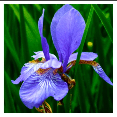 Screen capture image of the demo output canvas