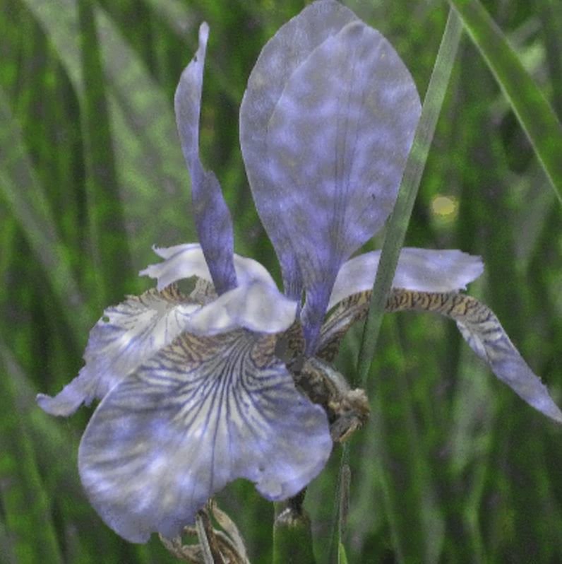 Screen capture image of the filtered canvas