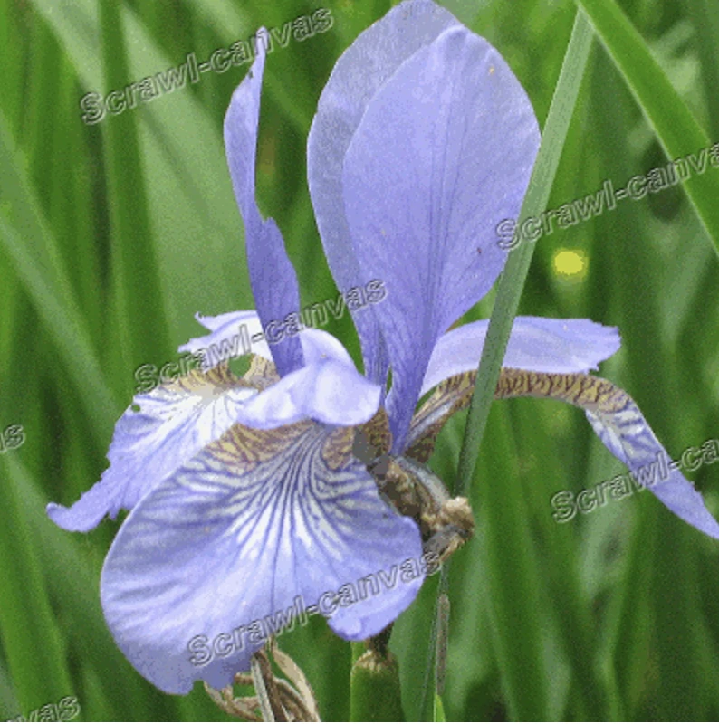 Screen capture image of the filtered canvas