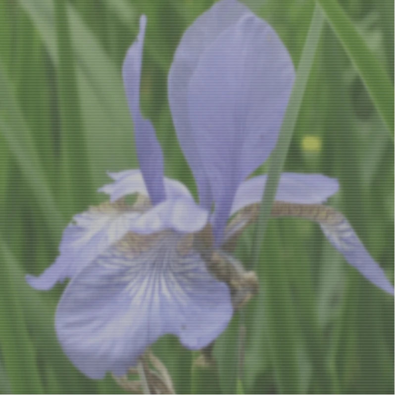 Screen capture image of the filtered canvas